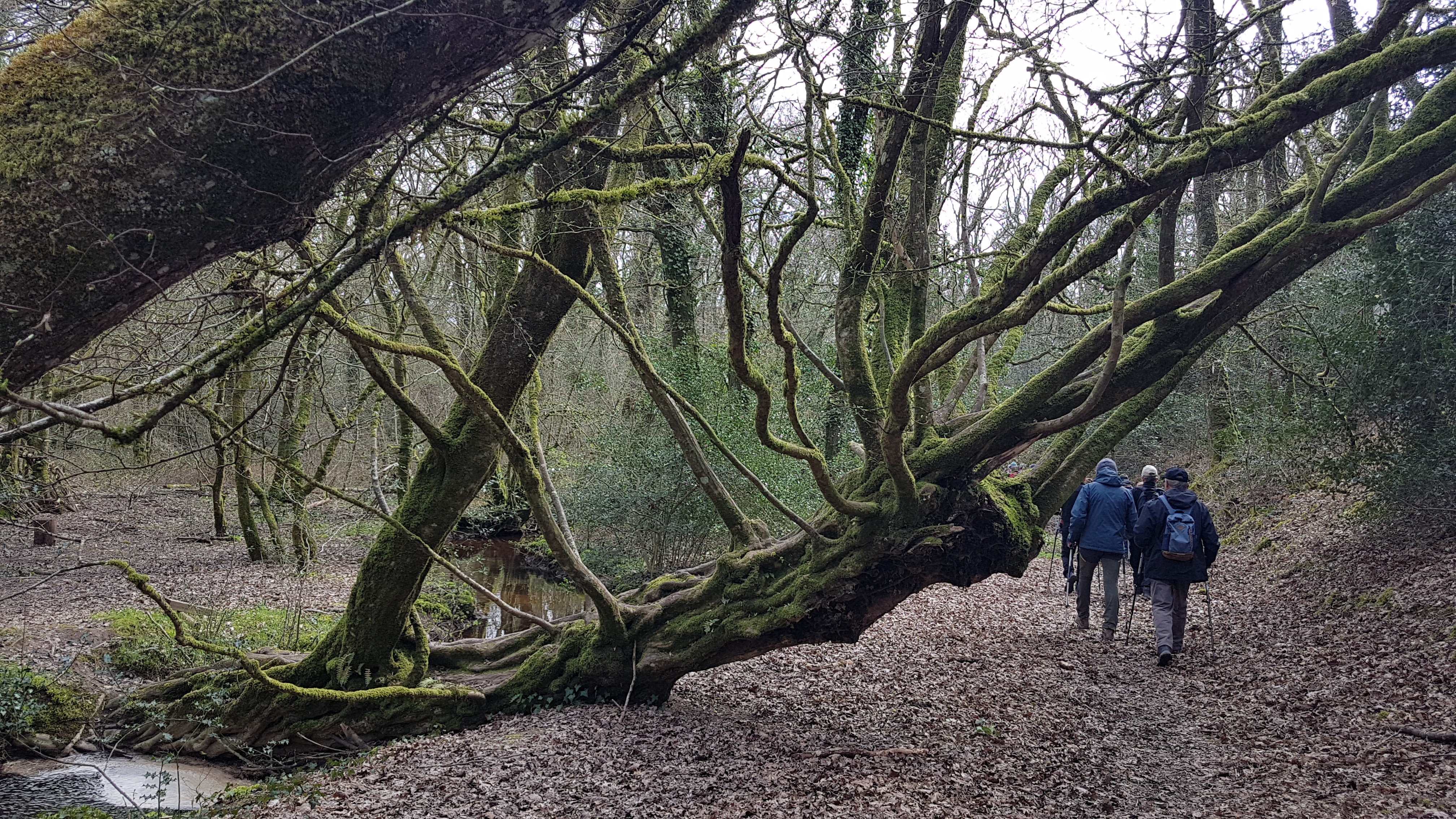 Randonnée forestière